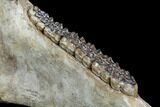Fossil Horse Jaw - Pleistocene, Germany #87470-1